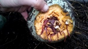 Хэллоуин для червей. Чем кормить червей. Тыква. Червь Старатель. Часть 3