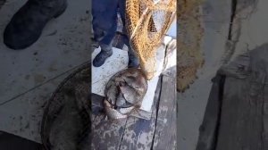 волхов плеханово рыбалка