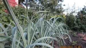 моя дача , моя кормилица   2012 г