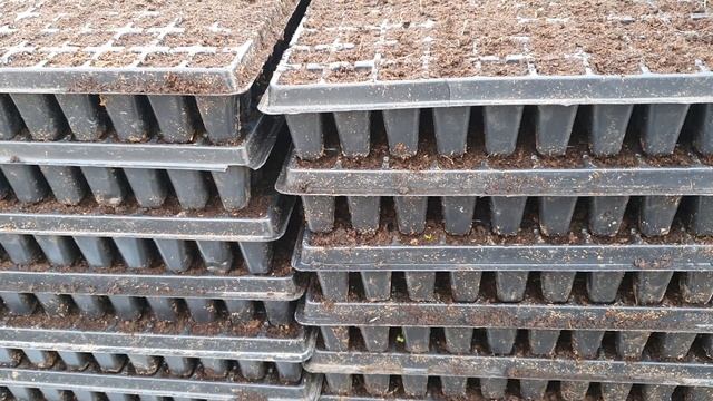 ПЕТРУШКА Бизнес на зелени. Как вырастить раннюю петрушку. смотреть онлайн