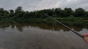 NAUTILUS TROUTEZZA ; трудовая прогулка; короткий окунёвый отчёт