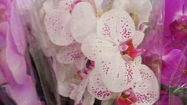 25.07.2022г ОБЗОР ОРХИДЕЙ В САДОВОМ ЦЕНТРЕ В ЭПИЦЕНТРЕ  г. Днепр. смотреть онлайн