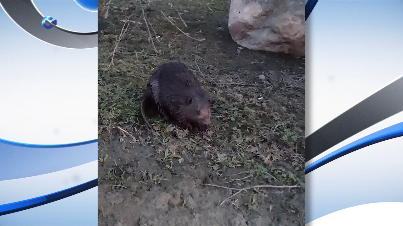 стальной бобер