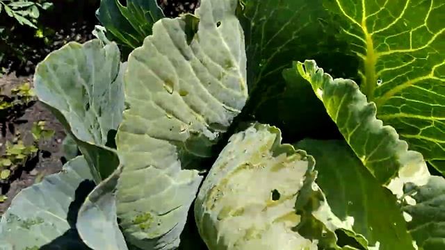 Обработка капусты народными способами смотреть онлайн