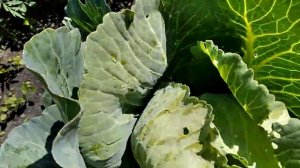 Обработка капусты народными способами