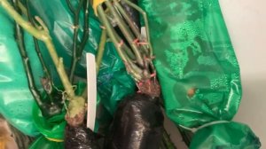 Обзор хранения роз из коробок в холодильнике