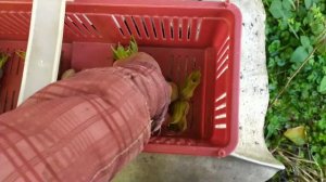 ФУНДУК . Сорт Морозовский (Кавказ ) . Сигнальный урожай на корнесобственном ростении и на прививке