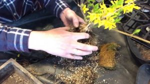 S3.E5__Forsythia Bonsai: Pruning & Repotting