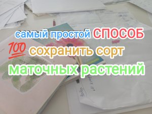 Обязательно делайте записи на бумаге, чтобы не потерять сорт маточных растений