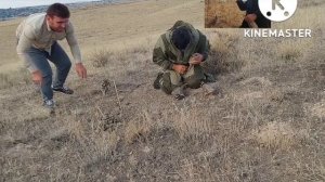 Охота на кеклики пакличка самарканд.