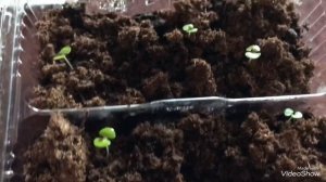 Колеусы от посева до пикировки.Колеусы из семян от А до Я.