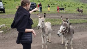 Ослики в Джилы Су