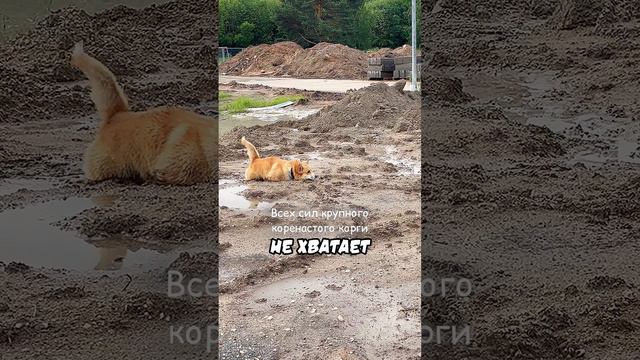 Застрял в том, что строители рассыпали перед дождлем