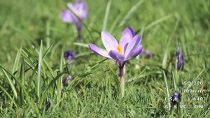 Tamron SP 70-300mm F/4-5,6 Di VC USD - DEMO