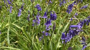 How Nature Inspires My Embroidery- Embroidered Bluebells - English Paper Piecing and Embroidery