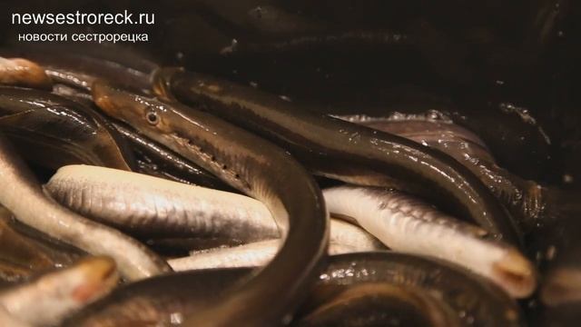 Сестрорецкая Минога смотреть онлайн