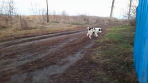 Соседи выпустили агрессивного АЛАБАЯ ! БРОСАЕТСЯ НА ЛЮДЕЙ .