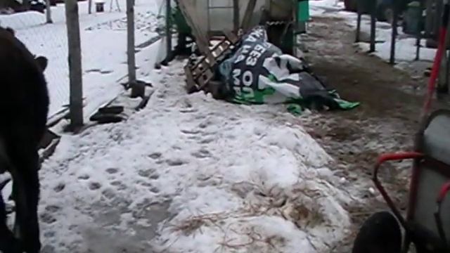 крс/ содержание/ кормление,уход
