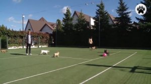 ФРАНЦУЗСКИЙ БУЛЬДОГ. Плюсы и минусы породы FRENCH BULLDOG