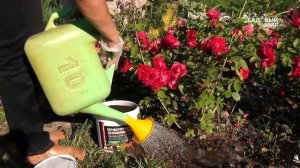 Внимание, результаты эксперимента Почвоулучшитель себя оправдал