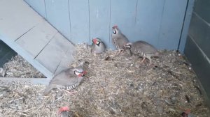 Кеклик//Горная куропатка//переезд последнего кеклика к взрослым