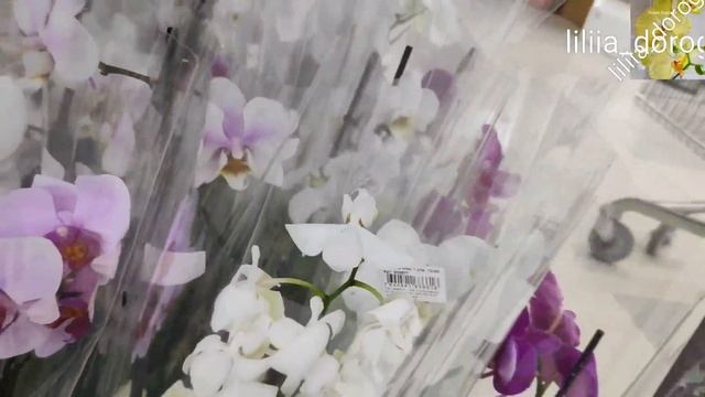 ?ОРХИДЕИ?БОМБЕЗНЫЙ ЗАВОЗ МУЛЬТИФЛОРЫ?#beautiful Orchids Multiflora Orchids#