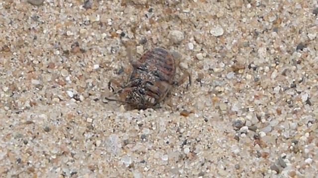 Жук психанул смотреть онлайн