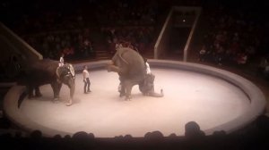 Цирк Воронеж