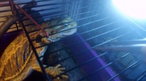 Замороженные сверчки и Бородая Агама. Кормление Бородатой агамы.