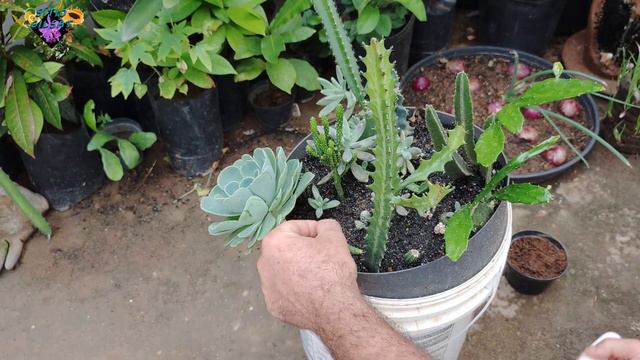 Como fazer muda de ECHEVERIA GLAUCA sem errar #SítioGilSat смотреть онлайн