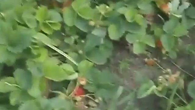 Гумат Калия и клубника (архив) смотреть онлайн