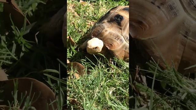 Tortoise Approaches