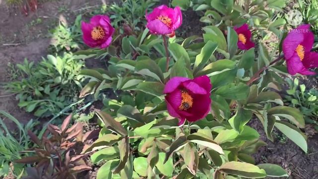 Пион MASCULA / Маскула. Видовой сорт пиона. Обзор цветения. Самый ранний пион. 25.04.22 г. смотреть онлайн