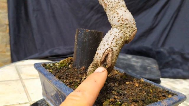 Бонсай который даёт тень для всех моих маленьких бонсай!