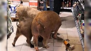 До поросячьего визга:свиньи пришли в магазин, устроили погром и выпили алкоголь|пародия «Две Звезды»