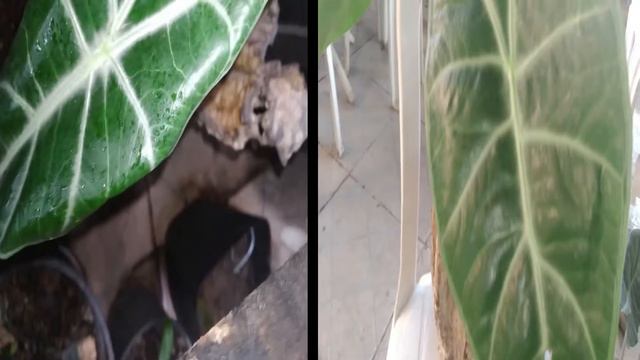 ALOCASIA CARA DE CAVALO LONGILOBA #AlocasiaCaraDeCavaloLongiloba смотреть онлайн