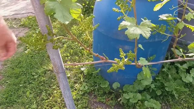 Что нужно для хорошего опыления винограда и чего нельзя делать ?