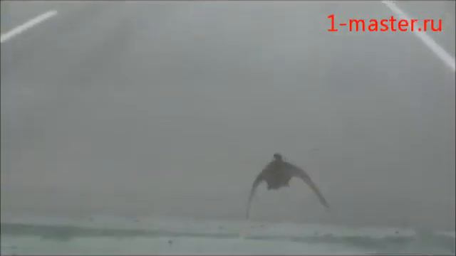 Утка над дорогой1.wmv смотреть онлайн