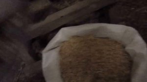 Очистка семян овса