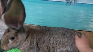 #порода кролика ризен