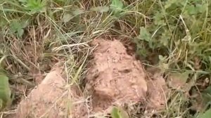 находки металлоискателем X-Terra 505