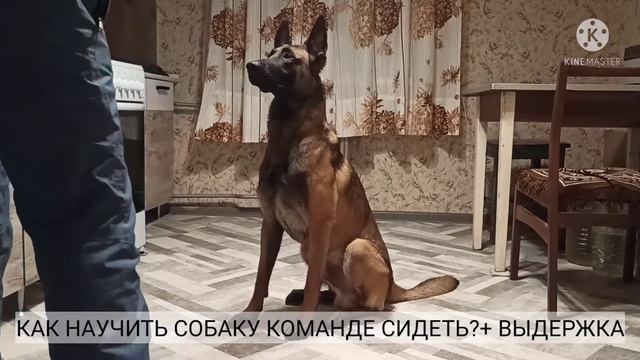 Как научить собаку команде сидеть? + выдержка