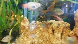 Bonsai Flower Horn Rad Dragon Дисковый Флауэр Хорн Красный Дракон домашнего разведения малек.