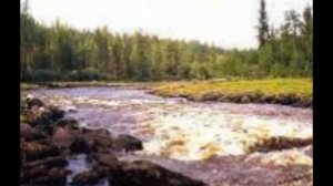 Мокрый клен за окном. Автор: В. Вихорев, исп.: Т.Рехельс