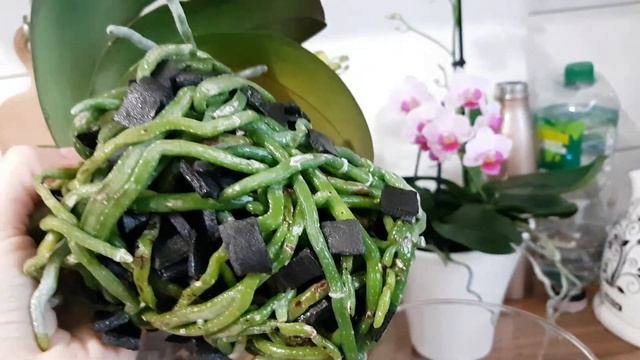 117. Самая БЫСТРАЯ пересадка ОРХИДЕИ в большое стеклянное кашпо. Первые ЦВЕТЫ смотреть онлайн