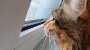 Охота на птичек ?