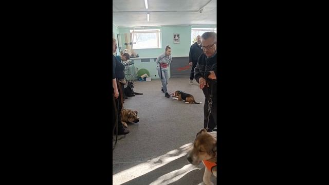 Занятие с группой собак часть из которых были агрессивными