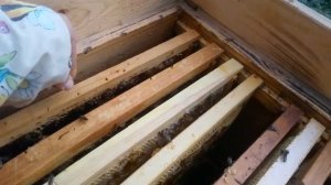 Подготовка пчел к зимовке. Зимовка пчёл. Пчеловодство для начинающих