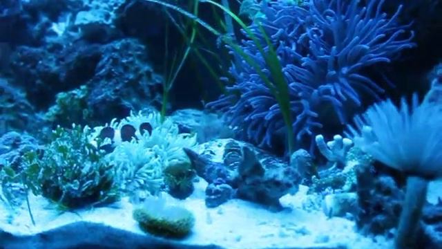 клоуны и актинии смотреть онлайн