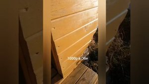 TIKKURILA VINHA кроющий антисептик под колеровку М308, жёлтого цвета